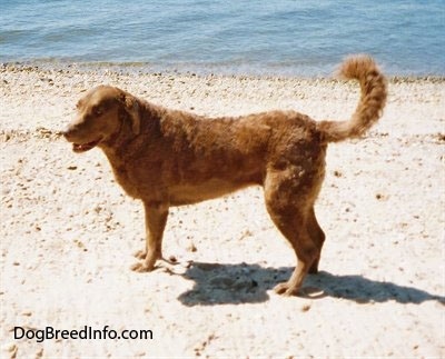 Val the Chesapeake Bay Retriever is standing near a body of water at a beach looking happy